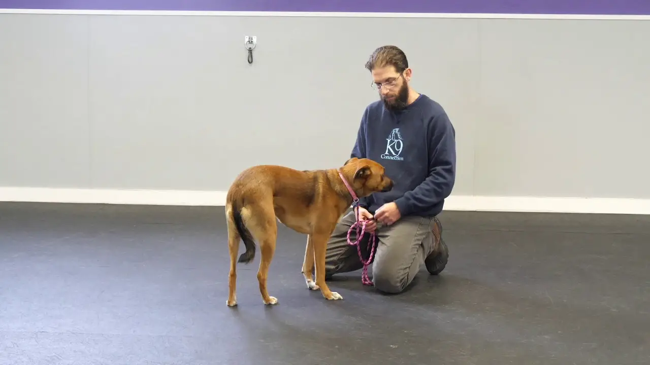 Fear Based Aggression in Dogs: Understanding Causes and Effective Solutions