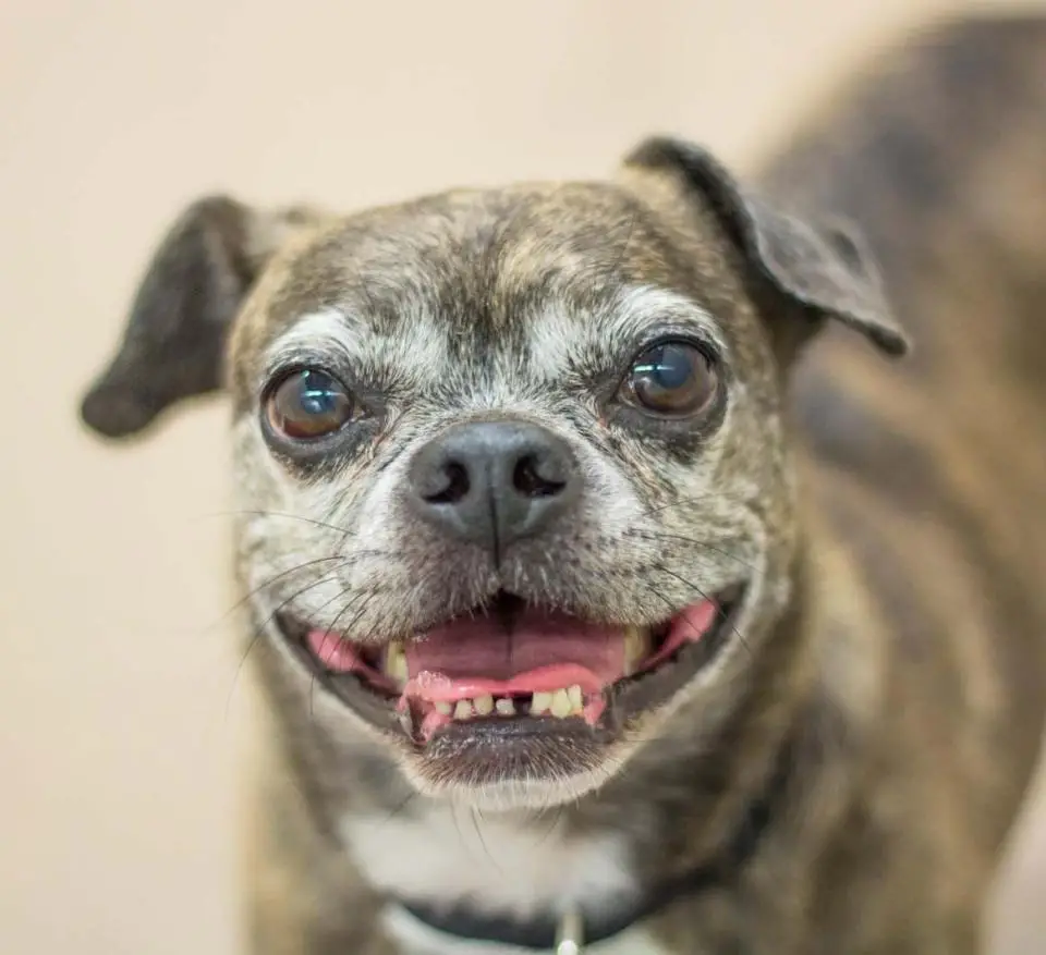 Fear Based Aggression in Dogs: Understanding Causes and Effective Solutions