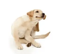 My Dog Won't Stop Scratching: Causes and Solutions Explained