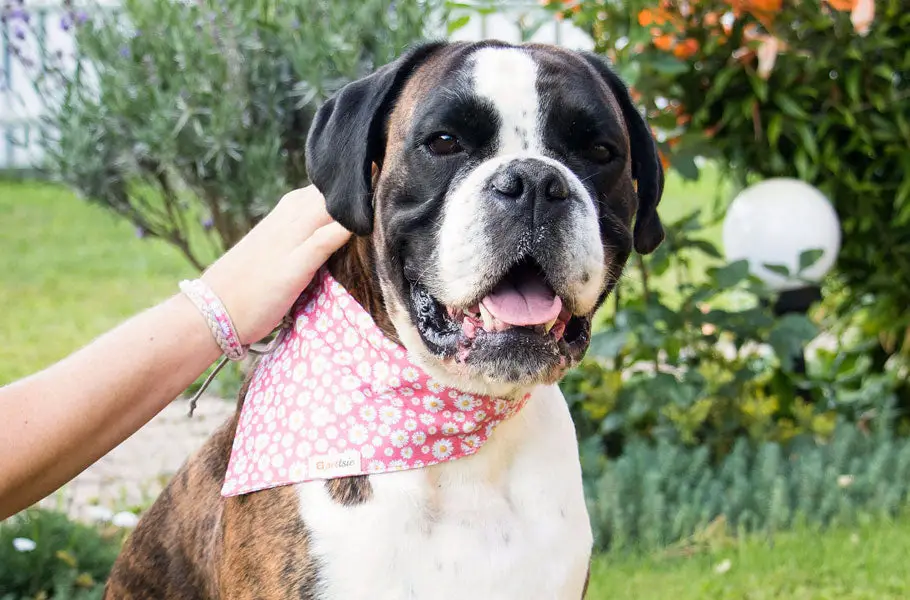 My Dog Won't Stop Scratching: Causes and Solutions Explained