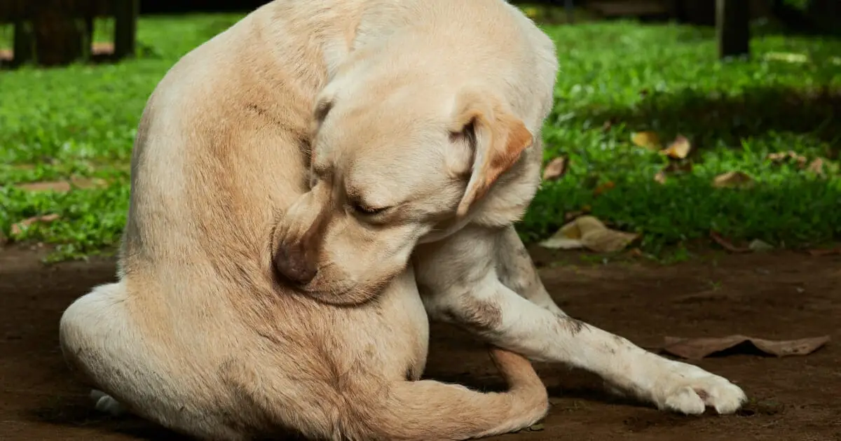 My Dog Won't Stop Scratching: Causes and Solutions Explained