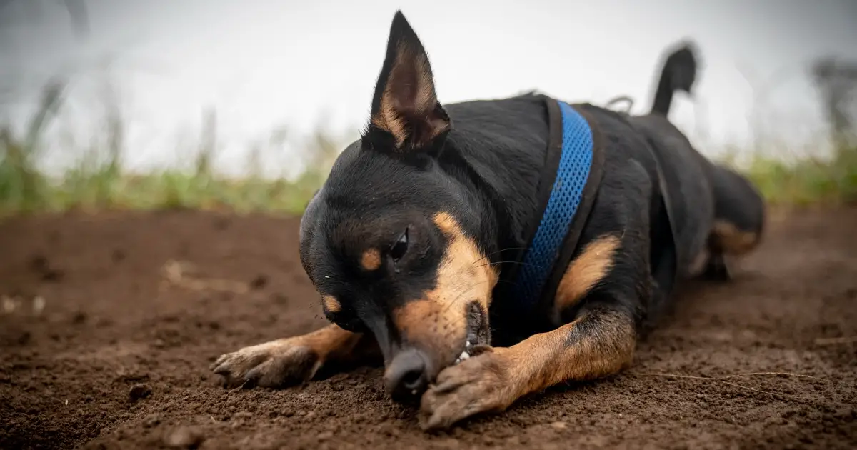 My Dog Won't Stop Scratching: Causes and Solutions Explained