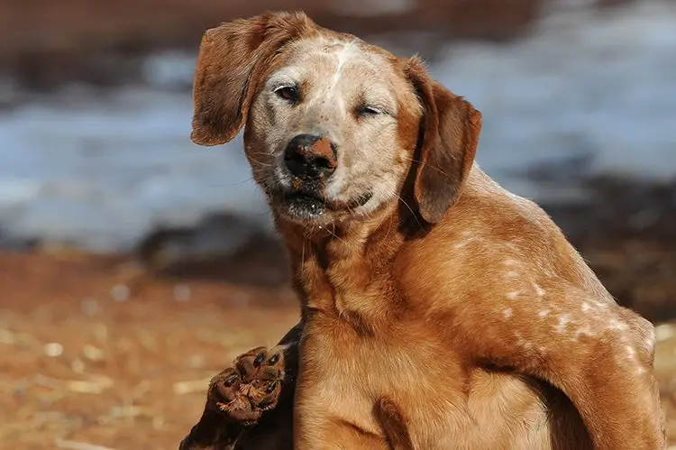 My Dog Won't Stop Scratching: Causes and Solutions Explained