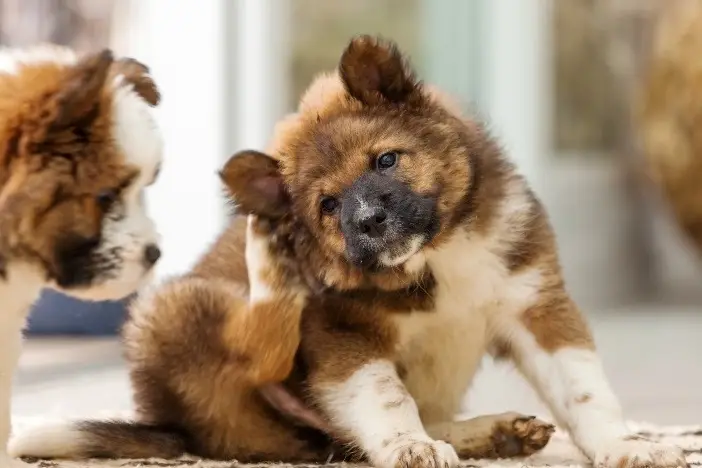 My Dog Won't Stop Scratching: Causes and Solutions Explained