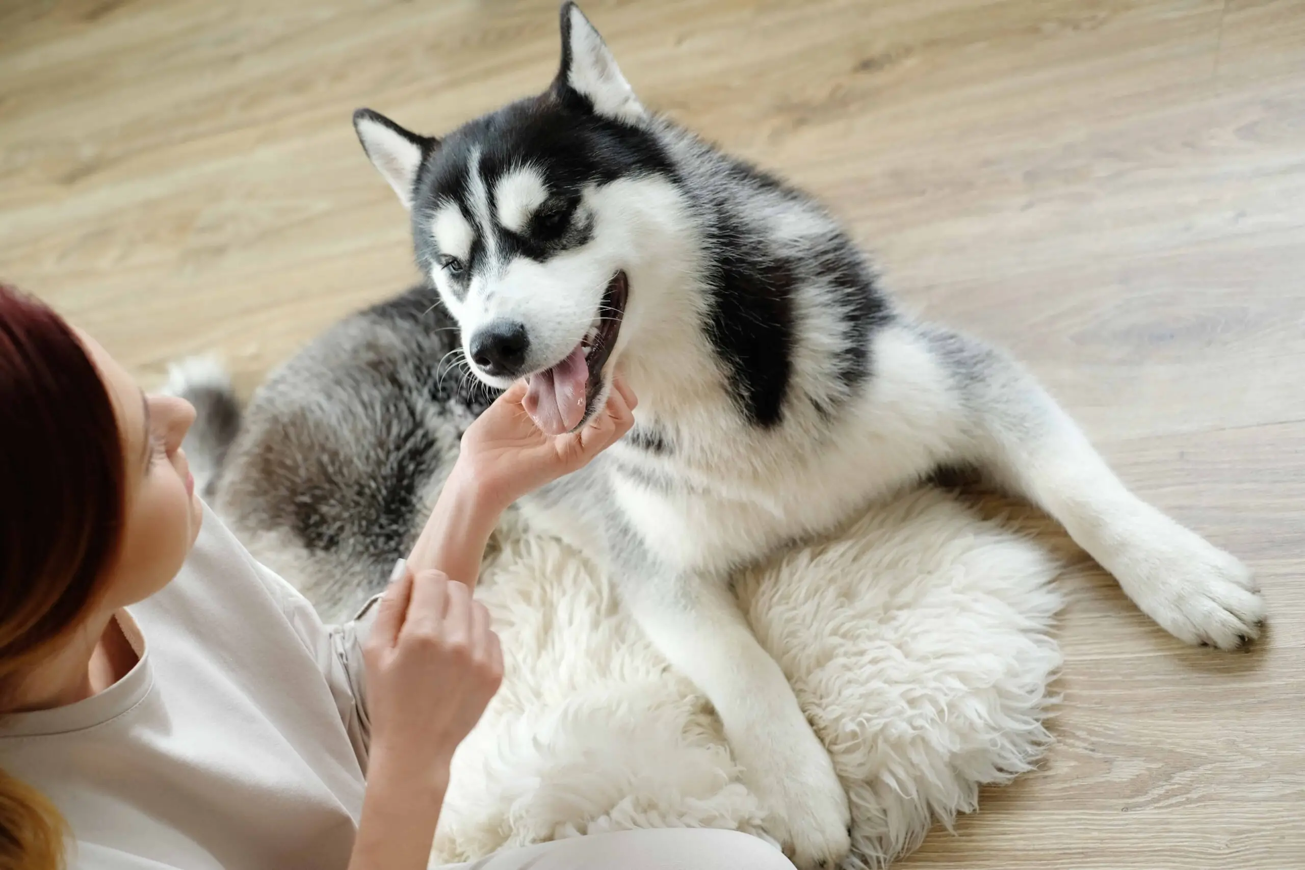 My Dog Won't Stop Scratching: Causes and Solutions Explained