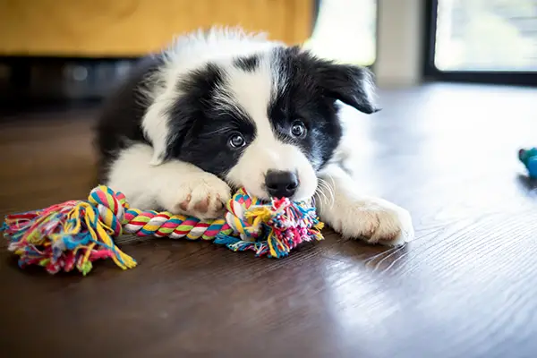 My Dog Won't Stop Scratching: Causes and Solutions Explained
