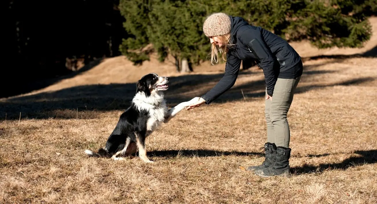Tricks for Your Dog to Learn