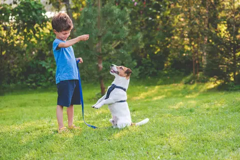 Tricks for Your Dog to Learn