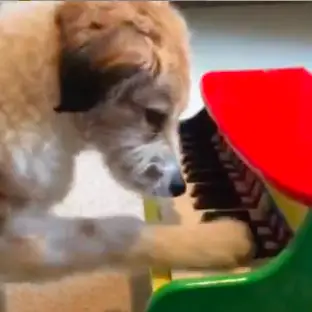 Tricks for Your Dog to Learn