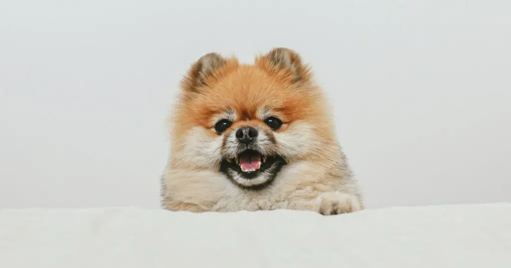 Tricks for Your Dog to Learn