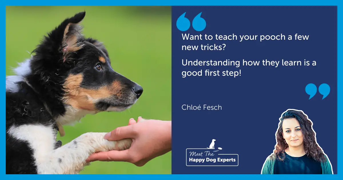 Tricks for Your Dog to Learn