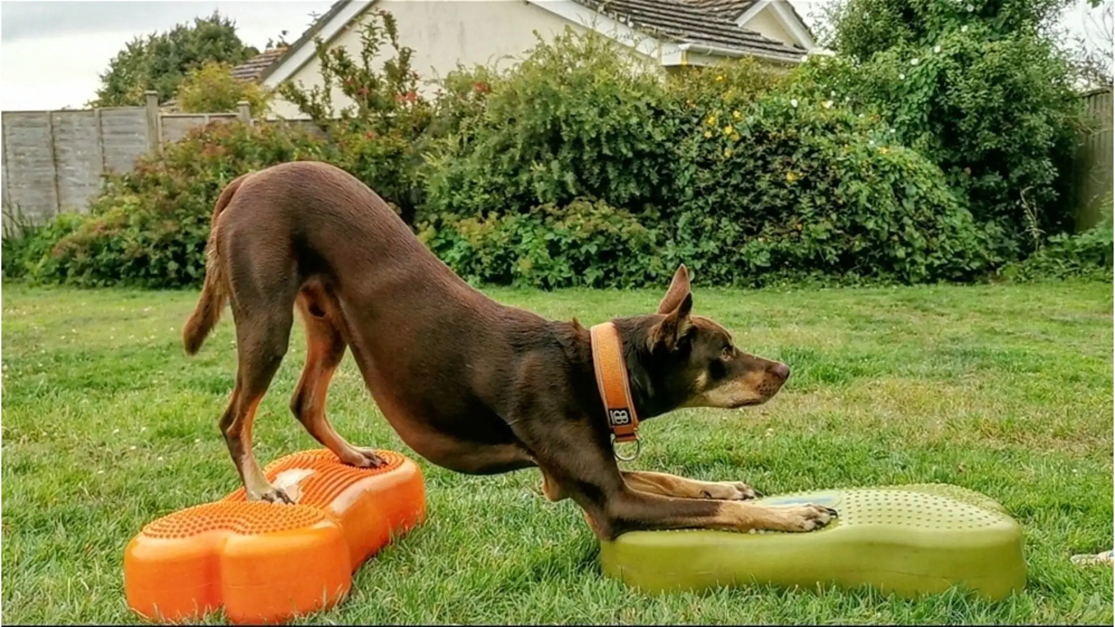 Tricks for Your Dog to Learn