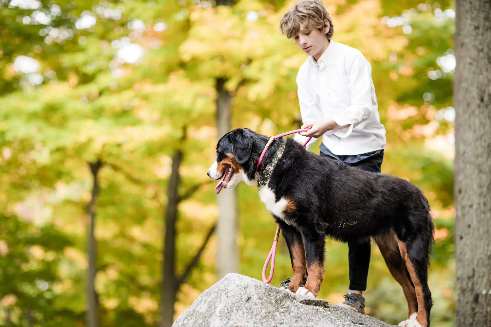 Tricks for Your Dog to Learn