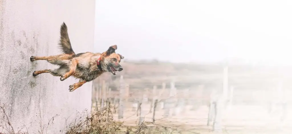 Tricks for Your Dog to Learn