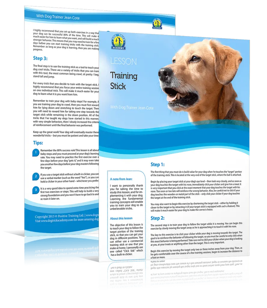 Tricks for Your Dog to Learn