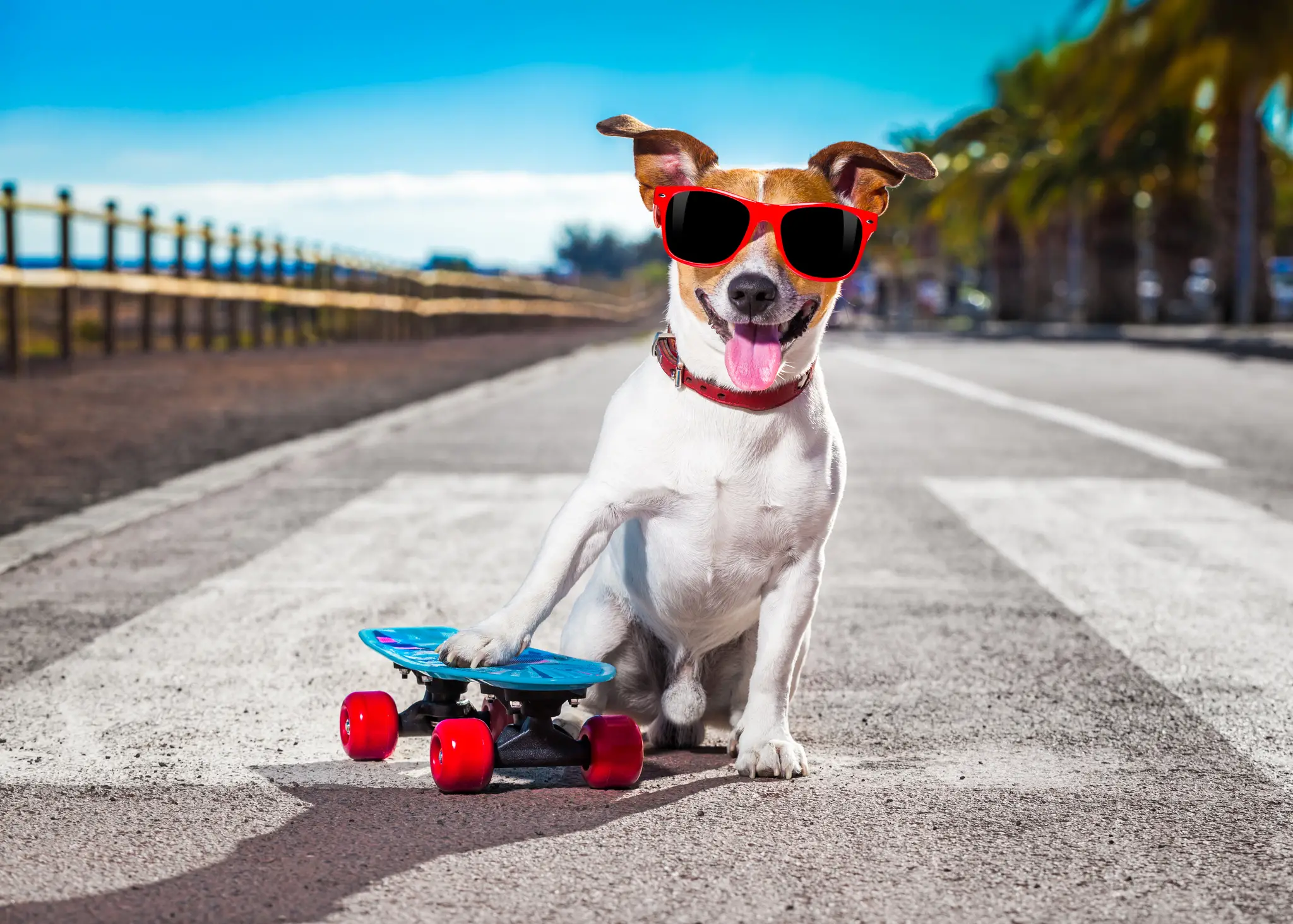 Tricks for Your Dog to Learn