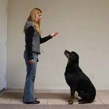 Tricks for Your Dog to Learn