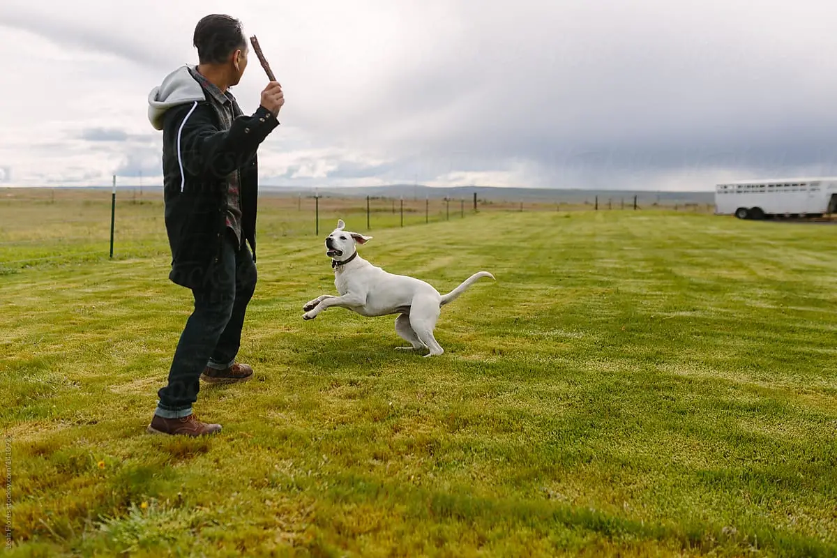 Tricks for Your Dog to Learn