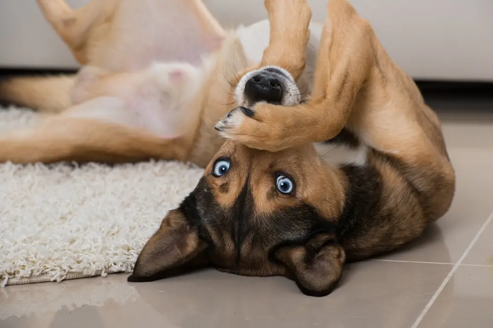 Tricks for Your Dog to Learn