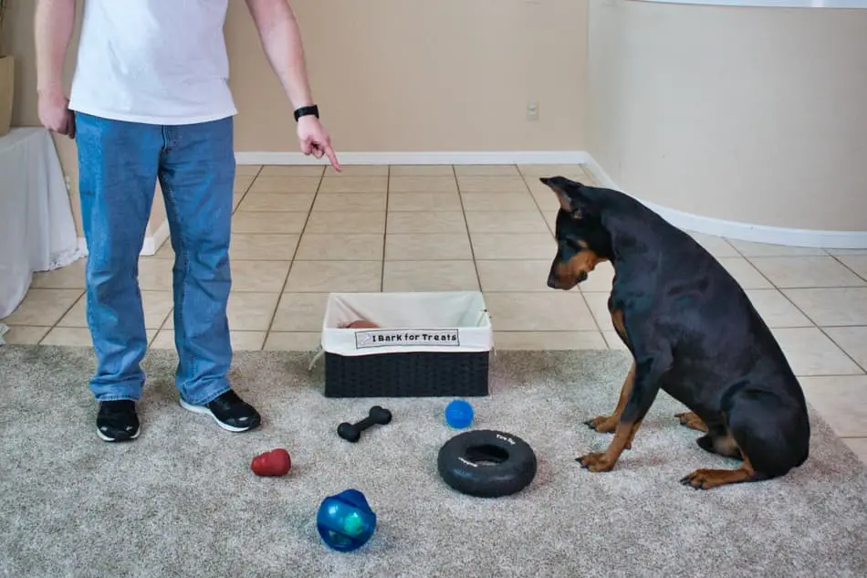 Cool Tricks to Teach My Dog