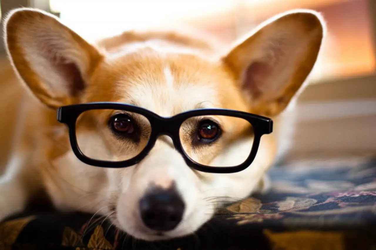 Cool Tricks to Teach My Dog