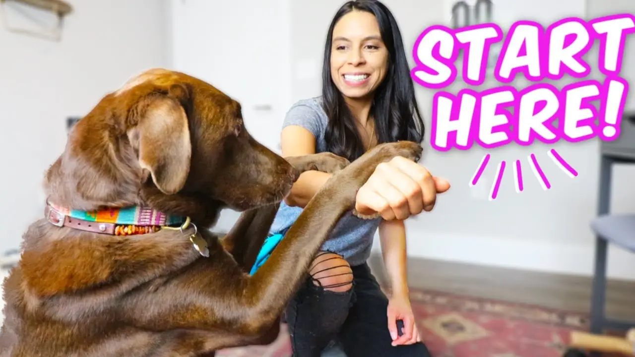 Cool Tricks to Teach My Dog