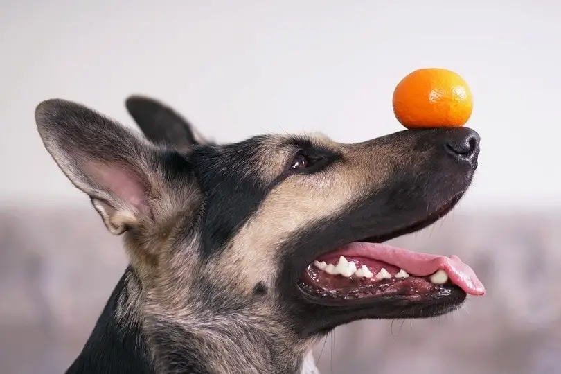 Cool Tricks to Teach My Dog