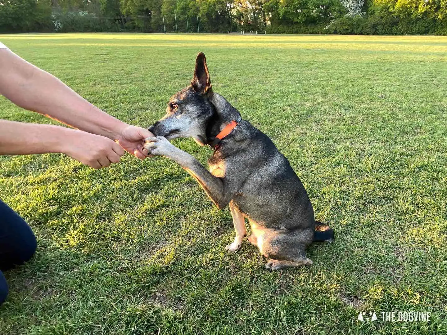 Cool Tricks to Teach My Dog