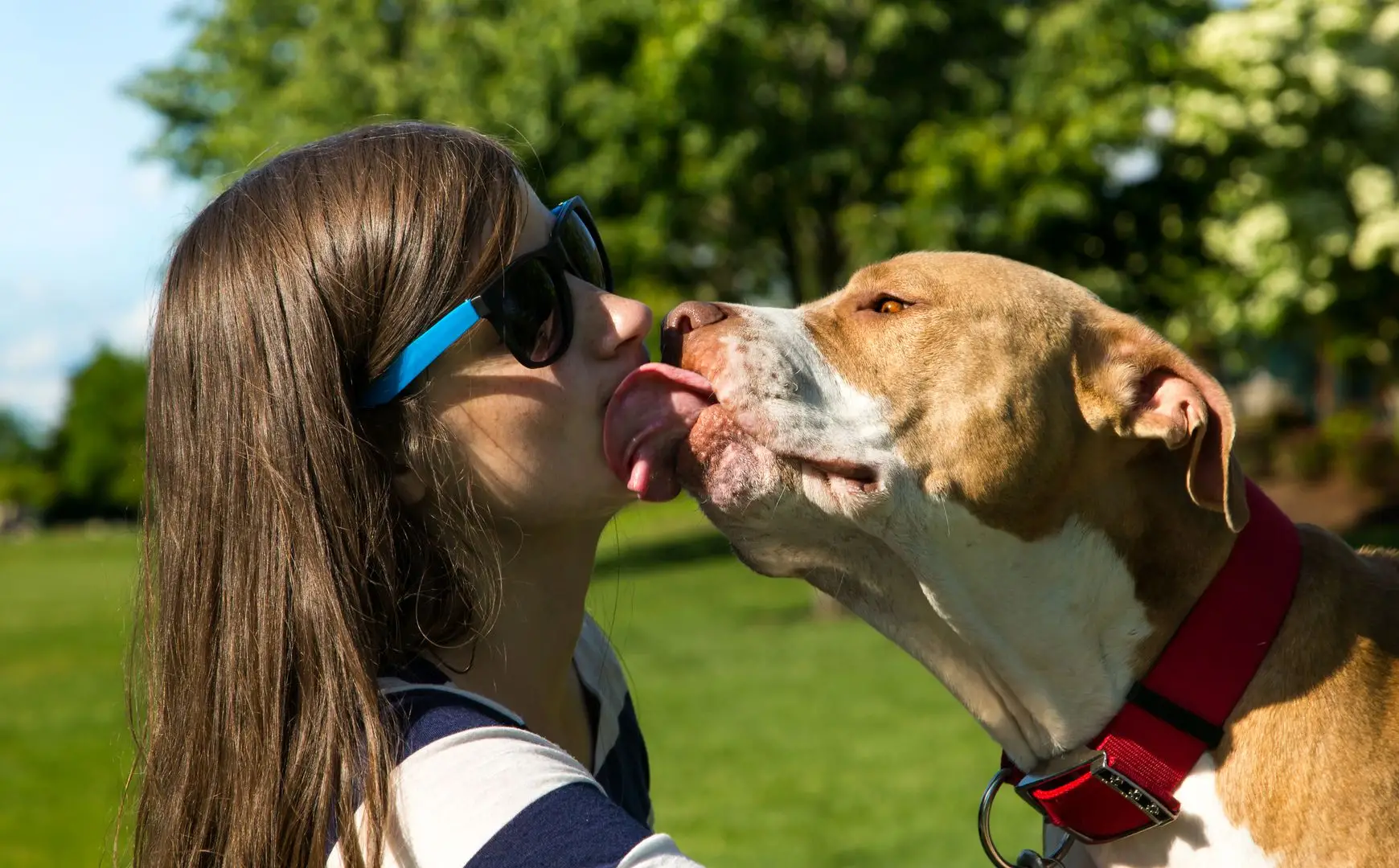 Cool Tricks to Teach My Dog
