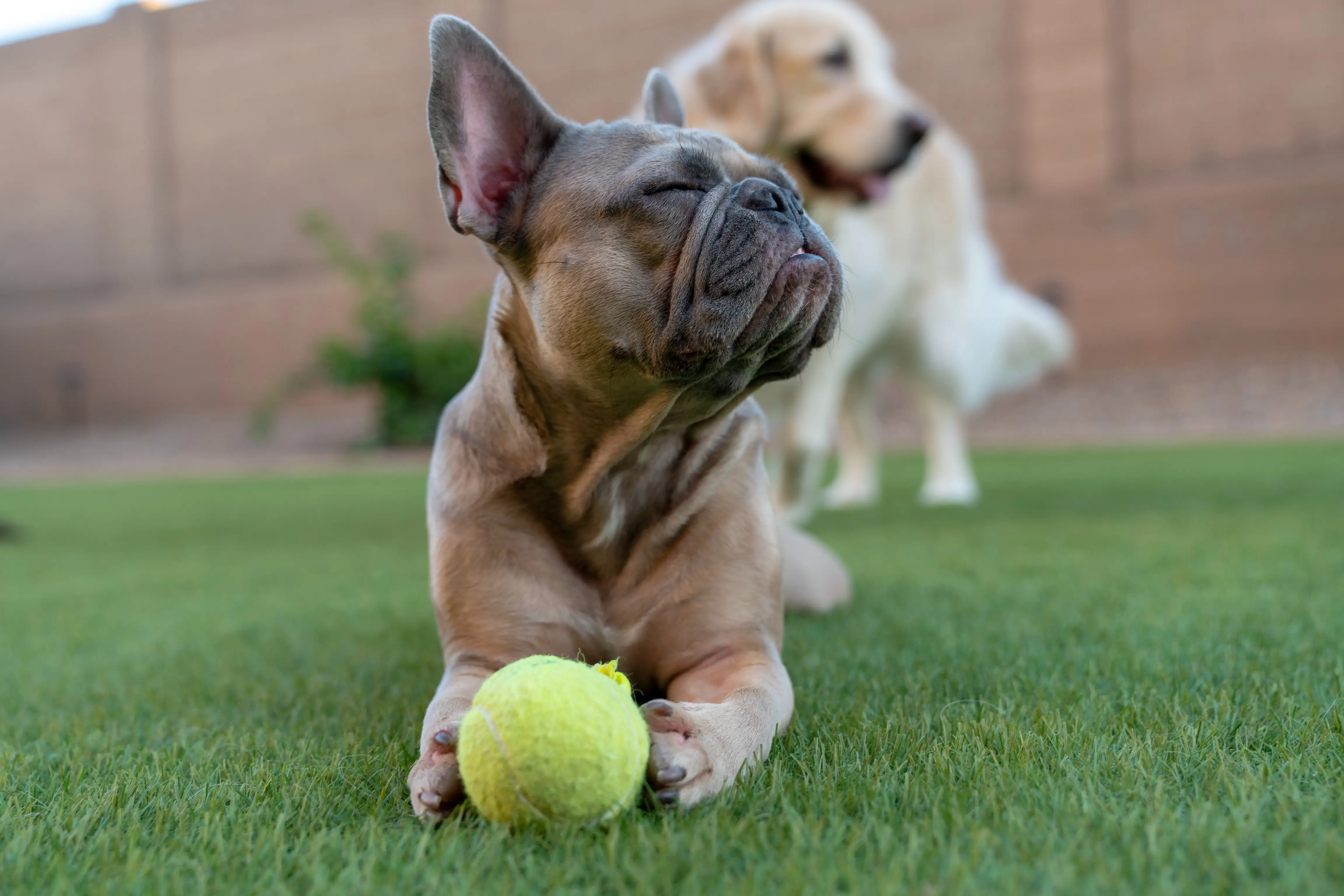 Cool Tricks to Teach My Dog