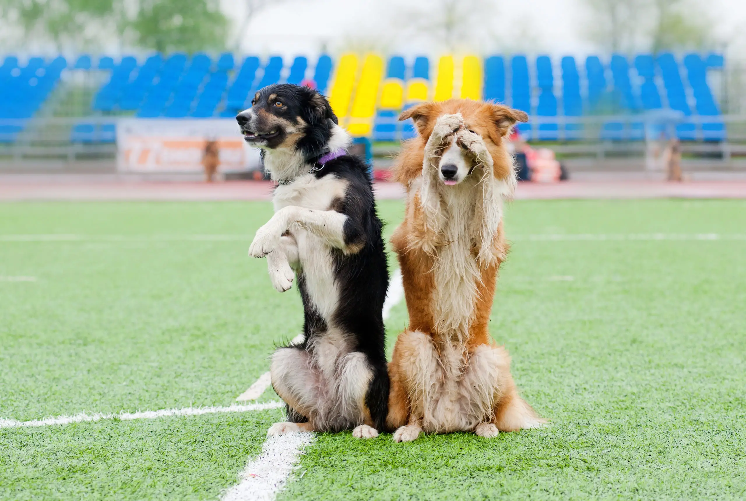 Unlocking Your Dog's Potential Amazing Tricks to Teach Your Dog