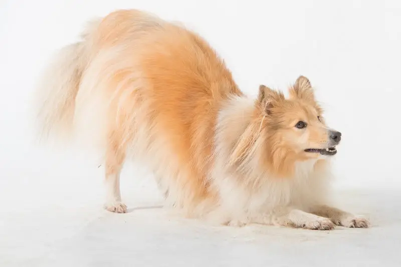 Unlocking Your Dog's Potential Amazing Tricks to Teach Your Dog