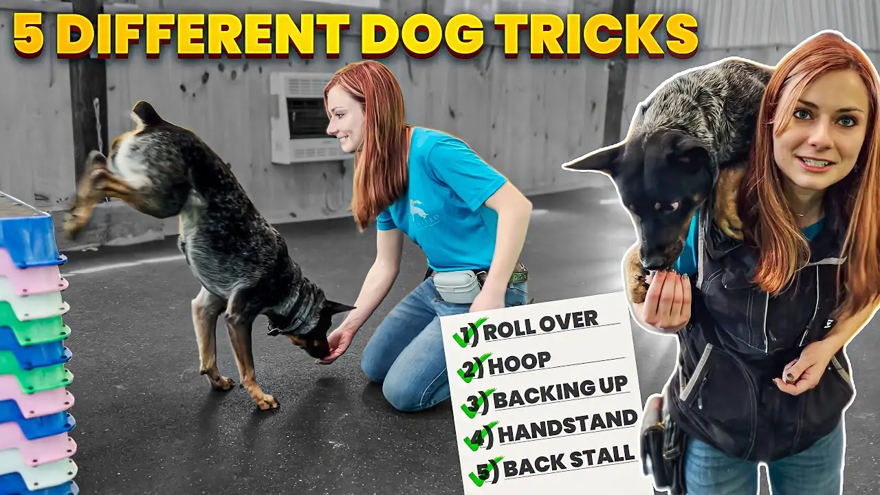 Unlocking Your Dog's Potential Amazing Tricks to Teach Your Dog