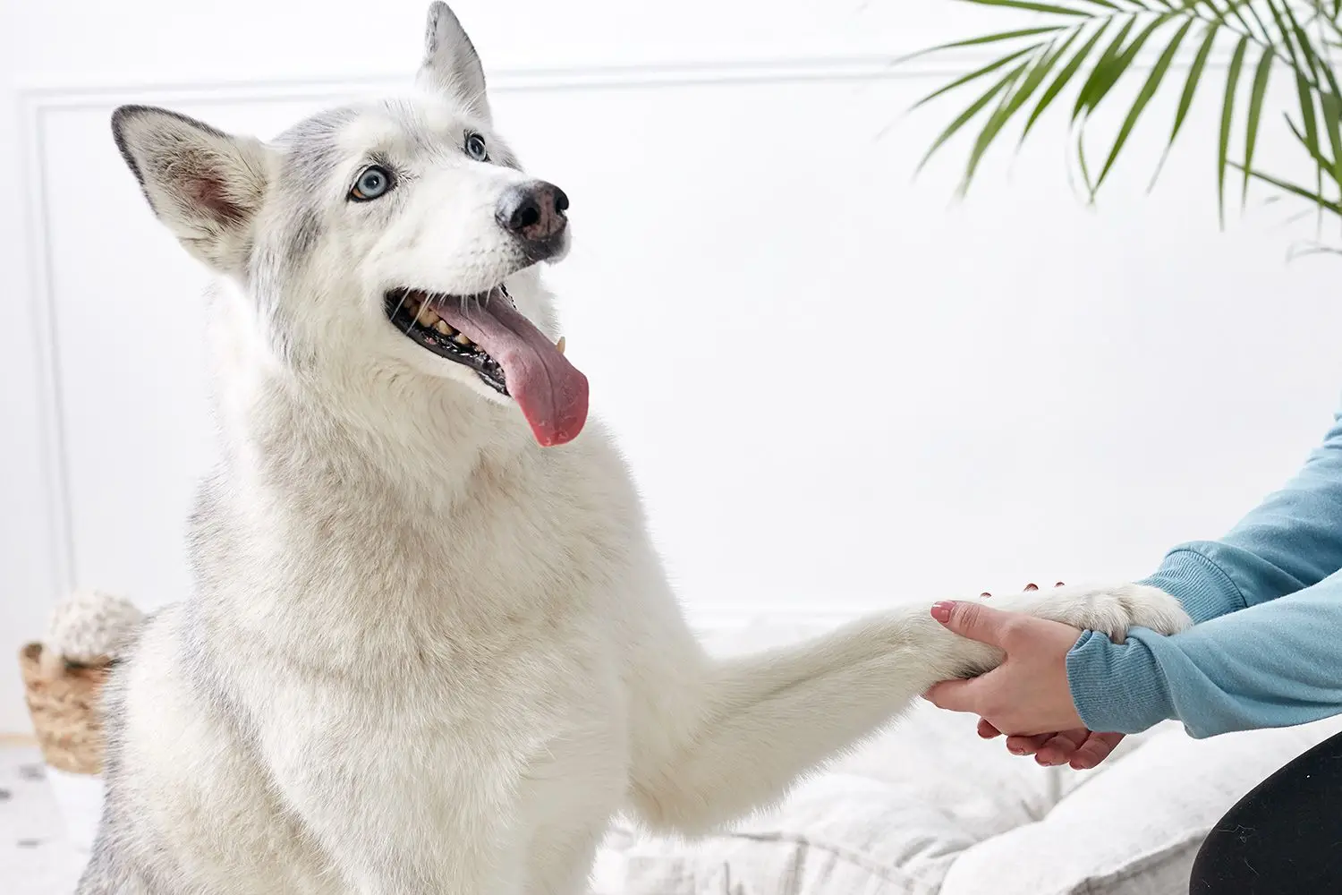Unlocking Your Dog's Potential Amazing Tricks to Teach Your Dog