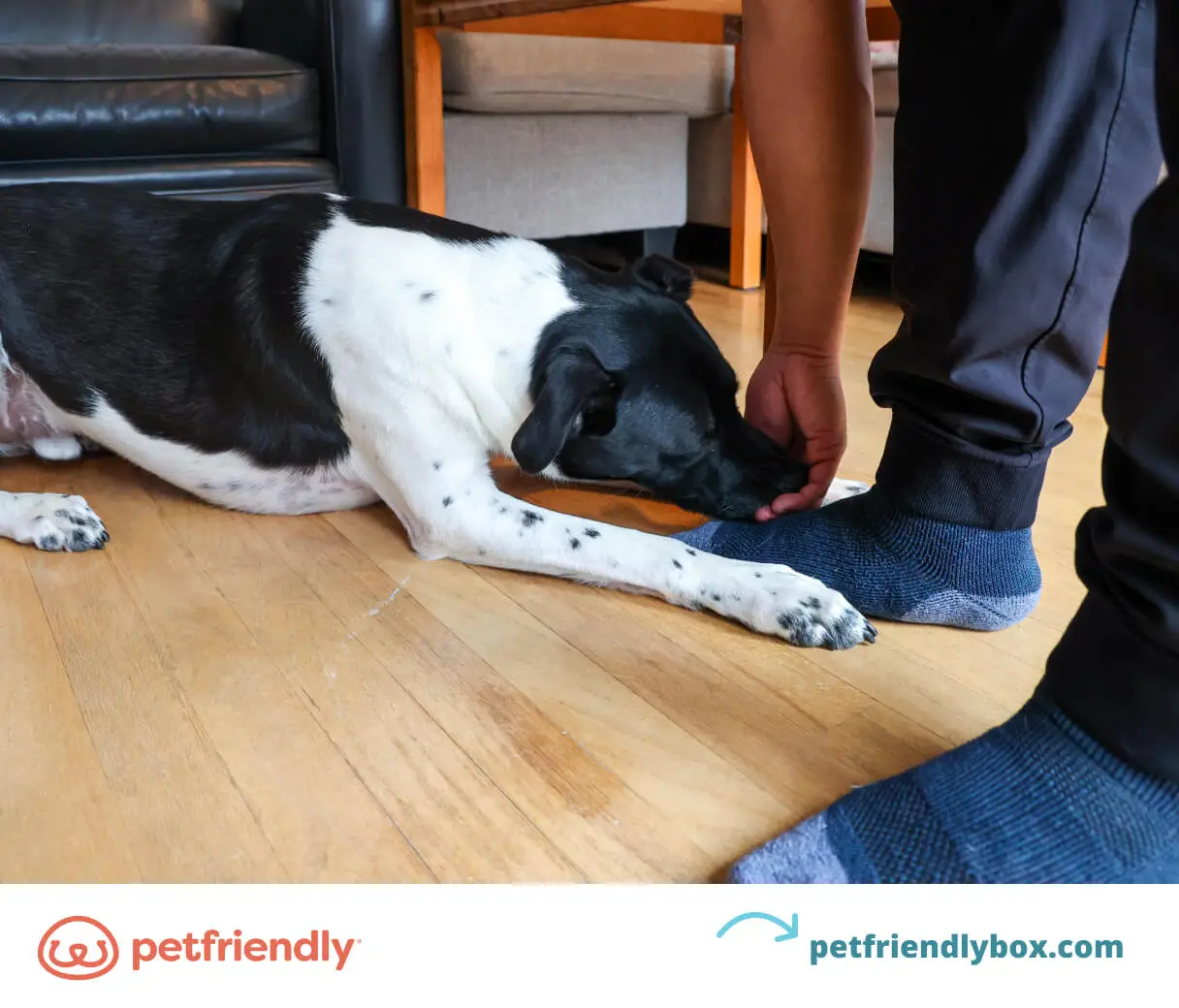 Unlocking Your Dog's Potential Amazing Tricks to Teach Your Dog