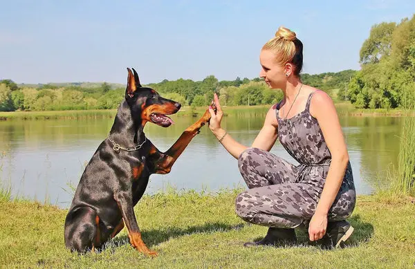 Unlocking Your Dog's Potential Amazing Tricks to Teach Your Dog