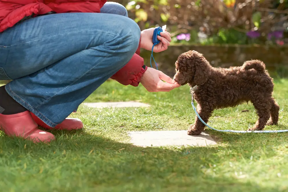 Neat Tricks to Teach Your Dog: Fun and Easy Training Tips for Every Pup