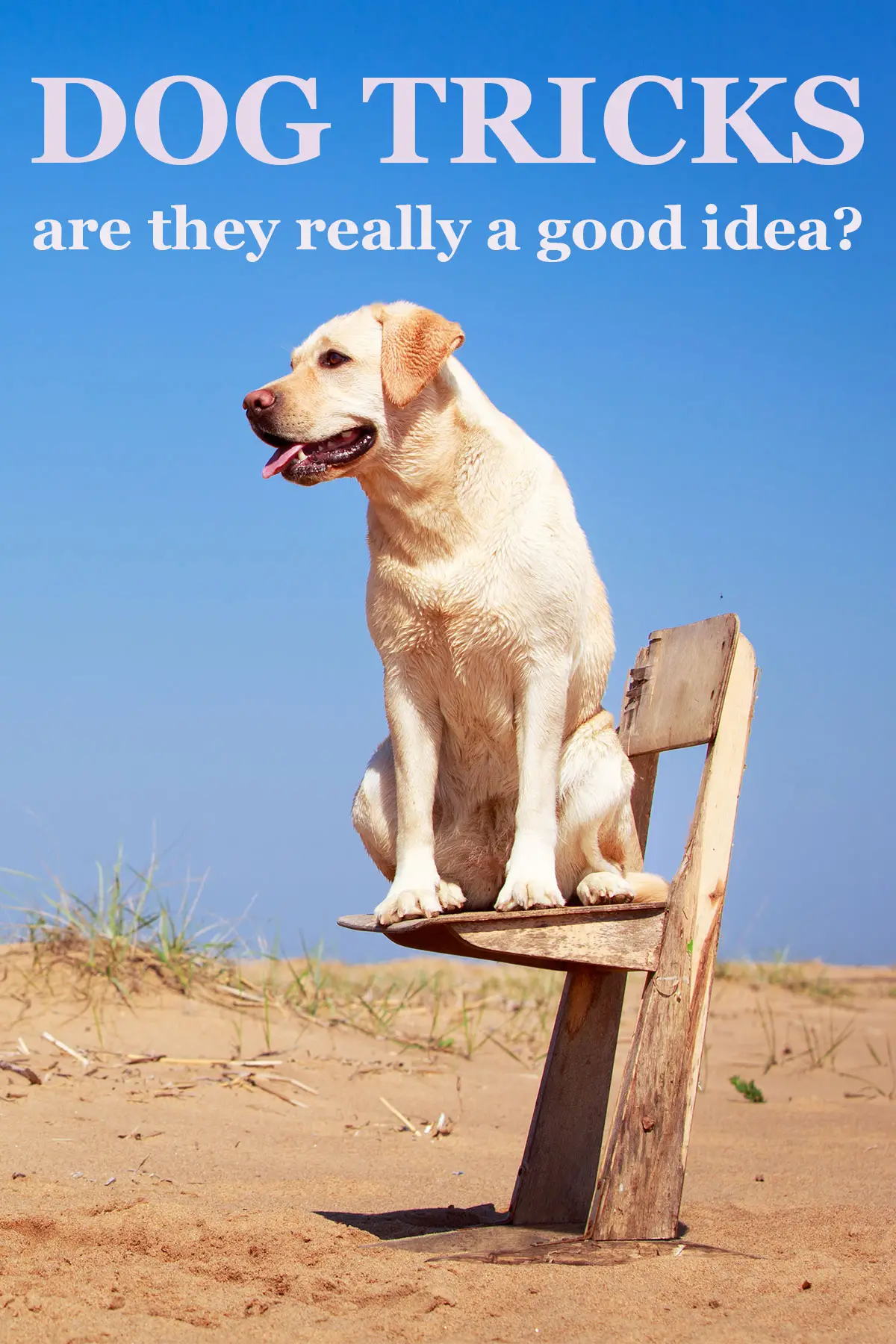 Neat Tricks to Teach Your Dog: Fun and Easy Training Tips for Every Pup