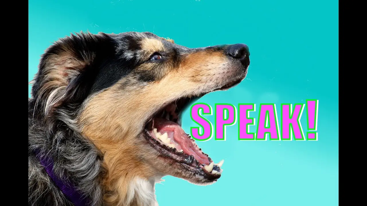 Neat Tricks to Teach Your Dog: Fun and Easy Training Tips for Every Pup