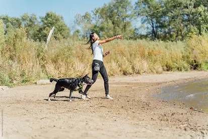 Neat Tricks to Teach Your Dog: Fun and Easy Training Tips for Every Pup