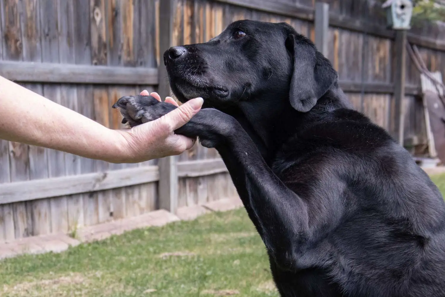 Fun Tricks to Teach My Dog: Easy and Engaging Ideas for All Breeds!