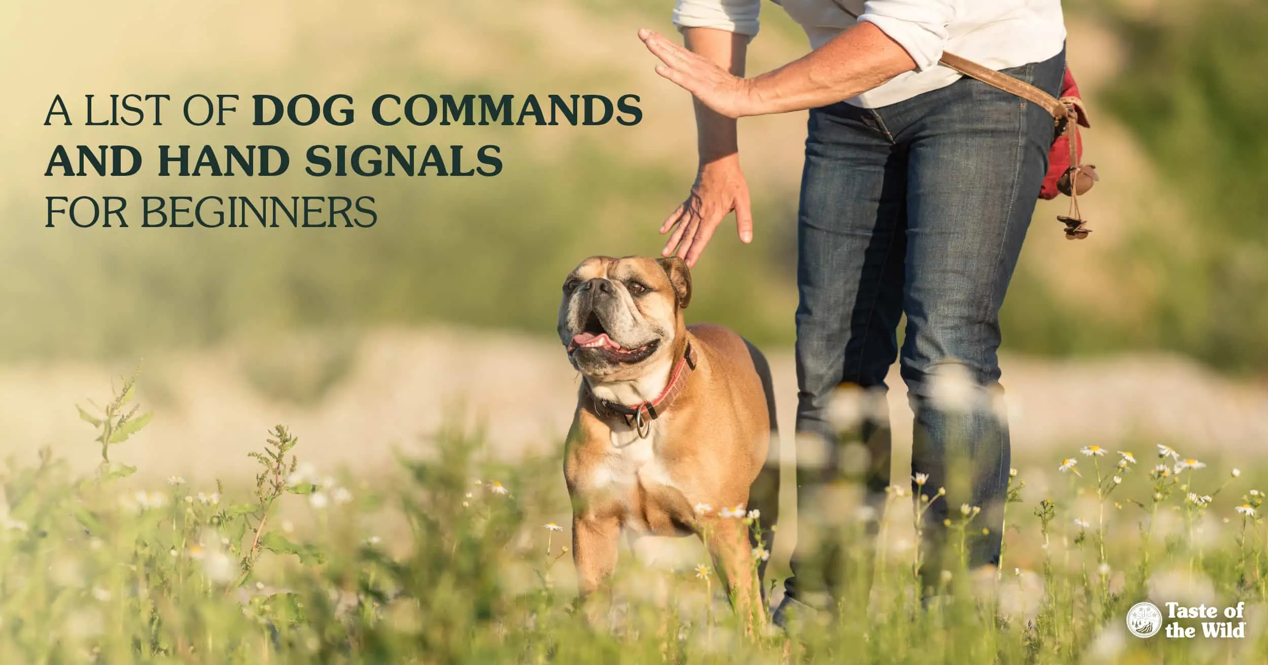 Fun Tricks to Teach My Dog: Easy and Engaging Ideas for All Breeds!