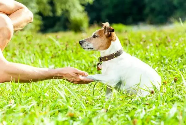 Fun Tricks to Teach My Dog: Easy and Engaging Ideas for All Breeds!