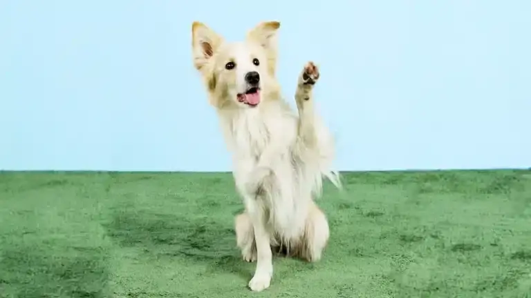 Fun Tricks to Teach My Dog: Easy and Engaging Ideas for All Breeds!