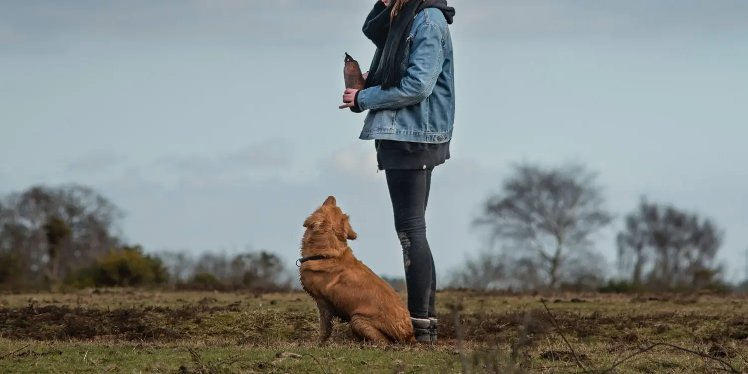 Fun Tricks to Teach My Dog: Easy and Engaging Ideas for All Breeds!