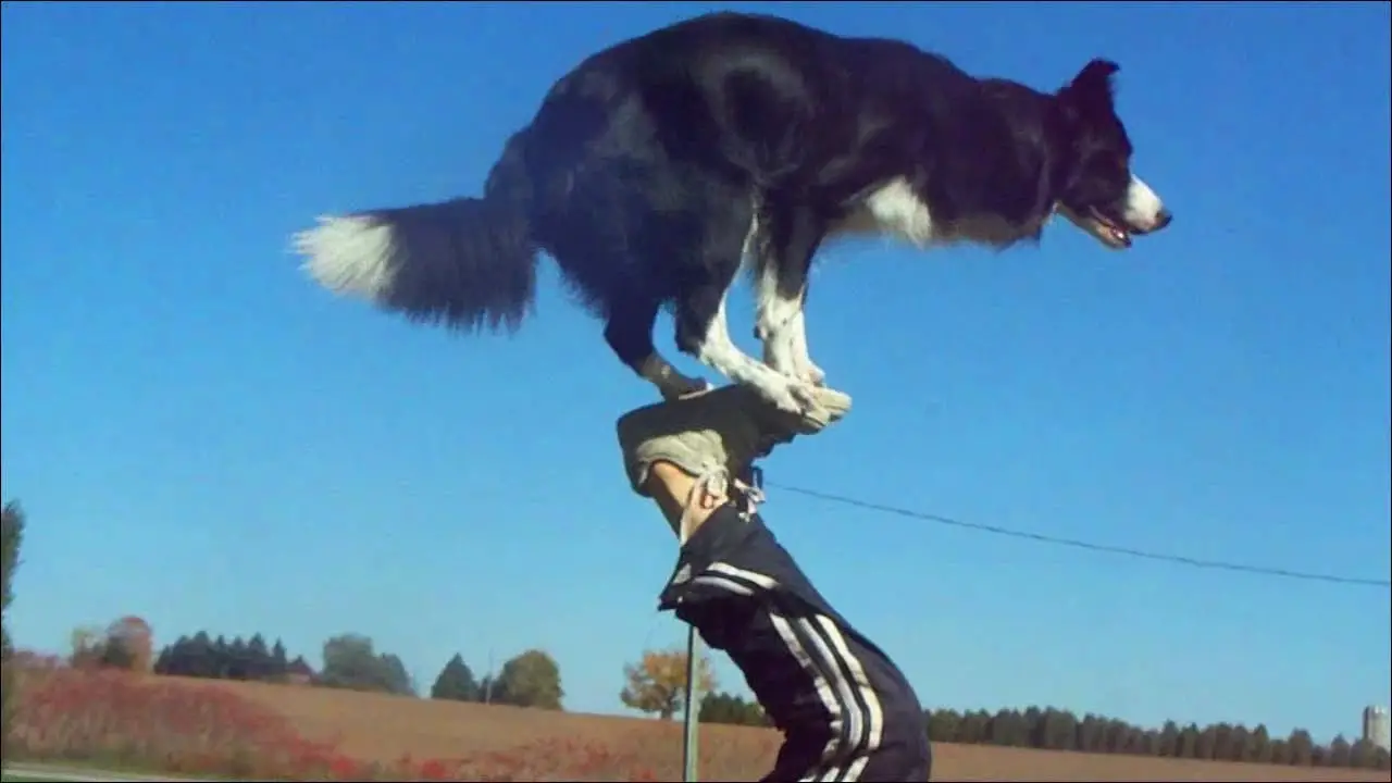 Cool Tricks to Teach My Dog: Fun and Easy Training Ideas for Your Pup