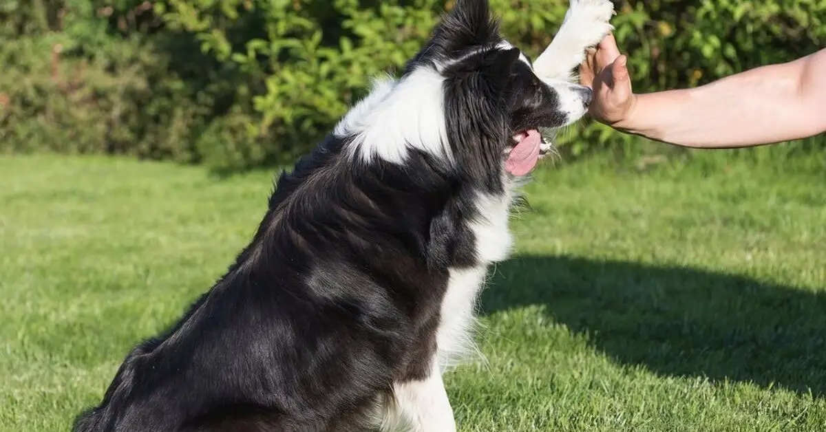 Cool Tricks to Teach My Dog: Fun and Easy Training Ideas for Your Pup