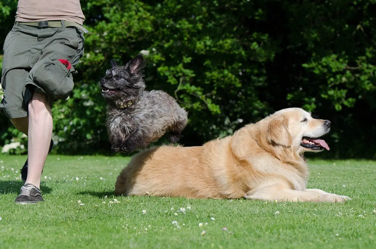 Cool Tricks to Teach My Dog: Fun and Easy Training Ideas for Your Pup