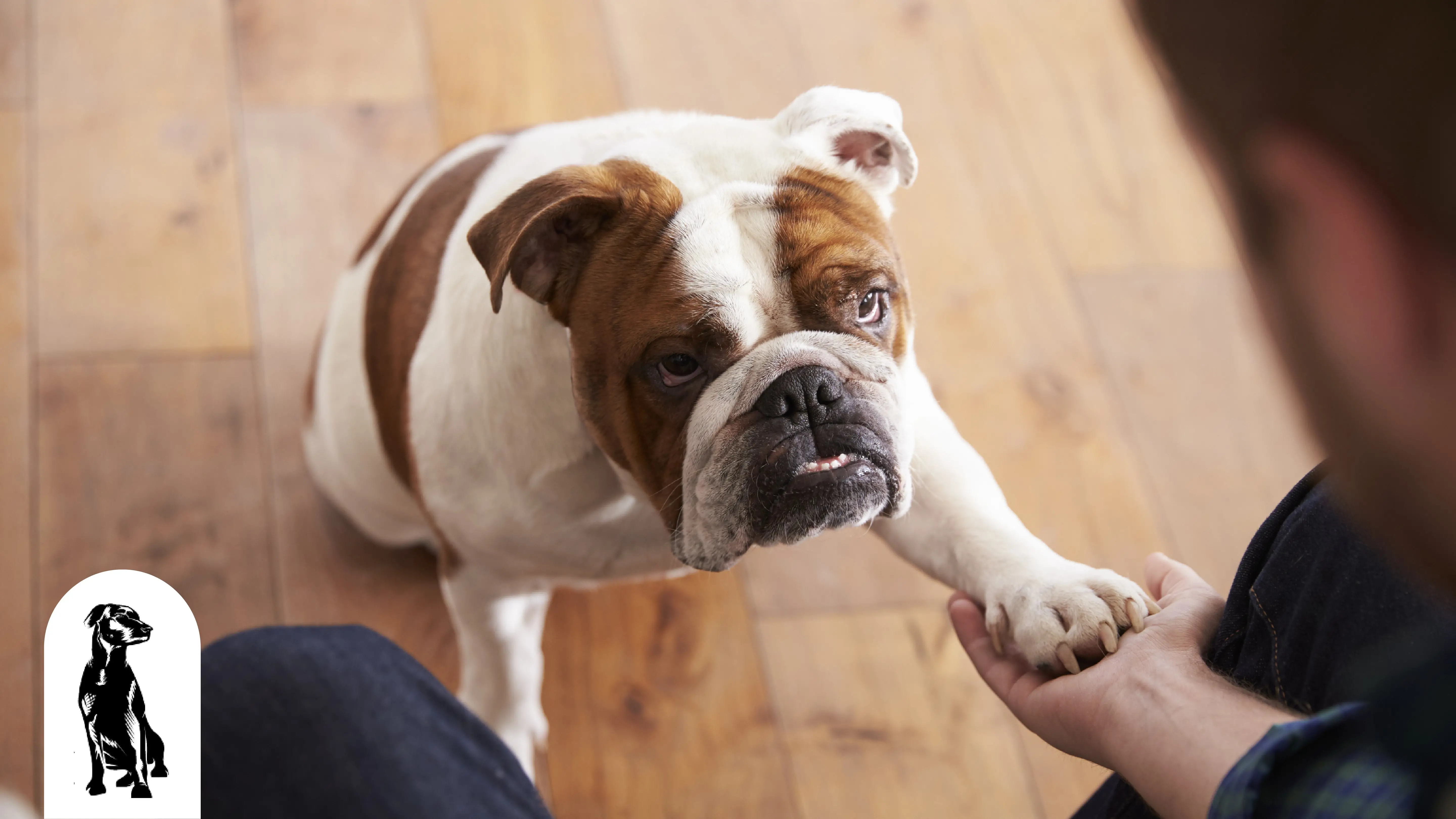 Cool Tricks to Teach My Dog: Fun and Easy Training Ideas for Your Pup