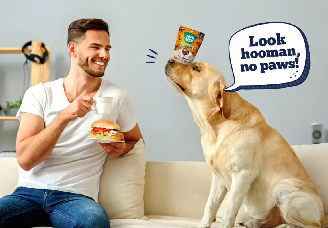 Awesome Tricks to Teach Your Dog: Fun and Engaging Methods for Every Pup!